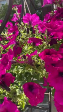 Petunya, surfinia, pencere çiçekleri, doğa, yaz, ev konforu