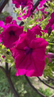 Pencerede güzel çiçekler, yaz konsepti, Petunya, surfinya, doğa, yaz