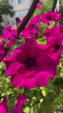 Pencerede güzel çiçekler, yaz konsepti, Petunya, surfinya, doğa, yaz