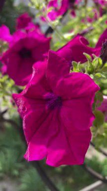 Pencerede güzel çiçekler, yaz konsepti, Petunya, surfinya, doğa, yaz