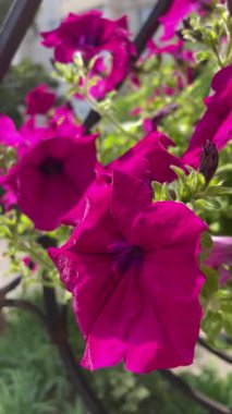 Pencerede güzel çiçekler, yaz konsepti, Petunya, surfinya, doğa, yaz