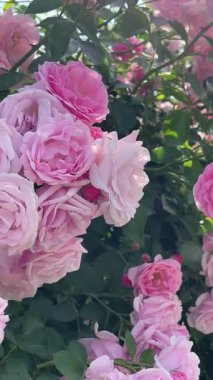 Bahçedeki pembe güller, çiçekler, bitkiler