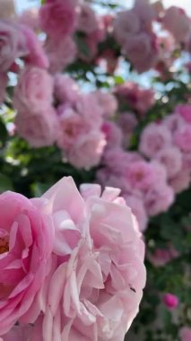 Bahçedeki pembe güller, çiçekler, bitkiler