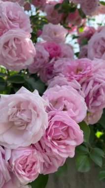 Bahçedeki pembe güller, çiçekler, bitkiler