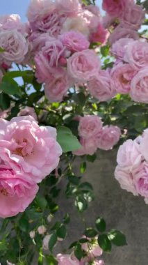 Bahçedeki pembe güller, çiçekler, bitkiler