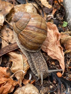 Kahverengi salyangoz yerde.