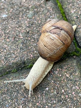 Beton zeminde salyangoz