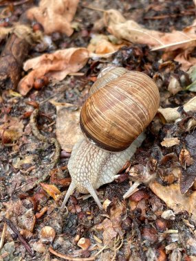 Sonbahar yapraklarında yerde sürünen salyangoz.