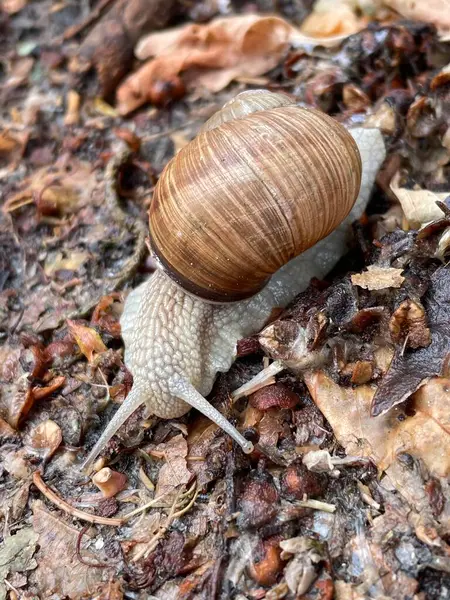 Yerde sürünen bir salyangoz..