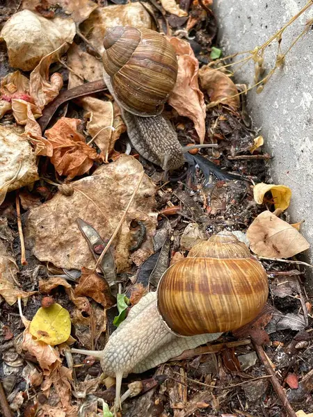 Yolda küçük bir salyangoz.