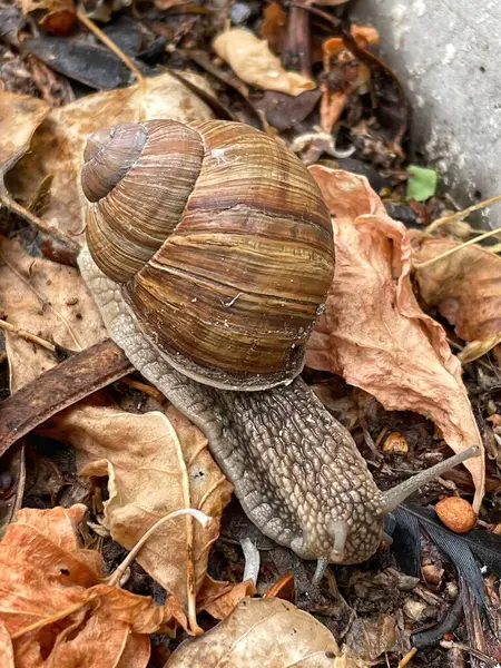 Salyangoz, salyangoz, doğa, güzel hayat, yürümeyi seviyorum. 