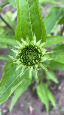 Ekinezya, Ukrayna 'nın tıbbi bitkileri, doğa, sağlık, yaz 