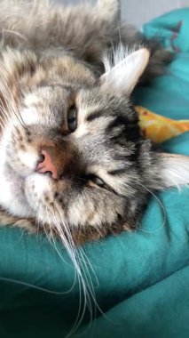 Güzel büyük kedi Mainecoon uyuyor, Kral Maine Rakunu