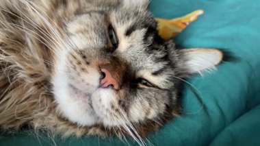 Güzel büyük kedi Mainecoon uyuyor, Kral Maine Rakunu