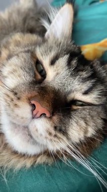 Güzel büyük kedi Mainecoon uyuyor, Kral Maine Rakunu