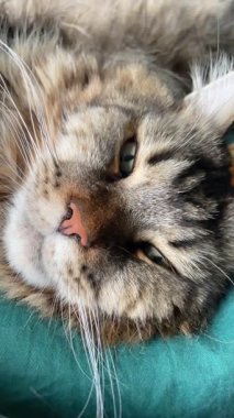 Güzel büyük kedi Mainecoon uyuyor, Kral Maine Rakunu