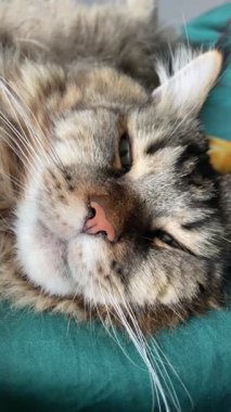 Güzel büyük kedi Mainecoon uyuyor, Kral Maine Rakunu