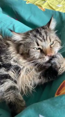 Güzel büyük kedi Mainecoon uyuyor, Kral Maine Rakunu