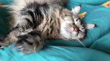 Güzel büyük kedi Mainecoon uyuyor, Kral Maine Rakunu