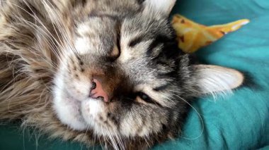 Güzel büyük kedi Mainecoon uyuyor, Kral Maine Rakunu