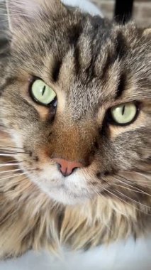 Bahçedeki kedi, büyük kediler, Maine rakunu, hayvanlar. 