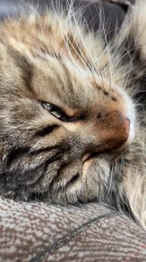 Kanepesinde uyuyan bir kedi, Maine Rakunu, Mainecoon