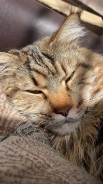 Kanepesinde uyuyan bir kedi, Maine Rakunu, Mainecoon