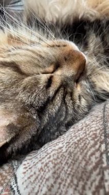 Kanepesinde uyuyan bir kedi, Maine Rakunu, Mainecoon