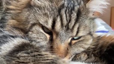 Maine rakunu, büyük kedi, uyuyor, dinleniyor, rahatlıyor, Mainecoon 