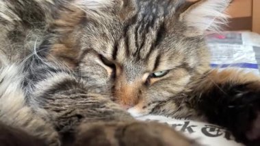 Maine rakunu, büyük kedi, uyuyor, dinleniyor, rahatlıyor, Mainecoon 