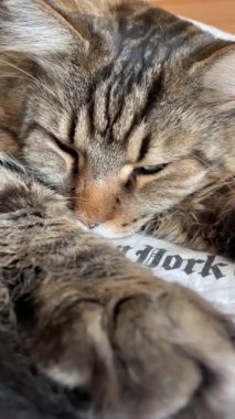 Maine rakunu, büyük kedi, uyuyor, dinleniyor, rahatlıyor, Mainecoon 