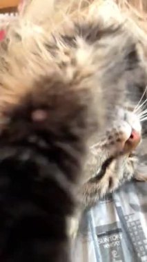 Büyük kedi Mainecoon uyuyor ve yatakta dinleniyor, Maine Rakunu.