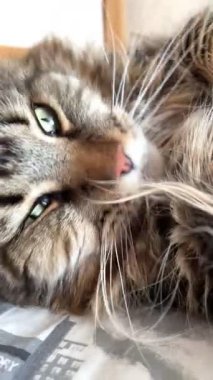 Büyük kedi Mainecoon uyuyor ve yatakta dinleniyor, Maine Rakunu.