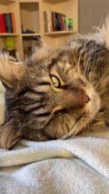 Evcil kedi yüzü, Maine rakunu, Mainecoon, büyük kediler, arkadaşlar, hayvanlar, dinlenme, uyku 