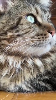 Maine Rakun, Mainecoon 'da uyuyan tekir kediyi kapatın.