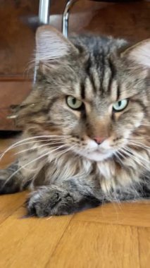 Maine Rakun, Mainecoon 'da uyuyan tekir kediyi kapatın.