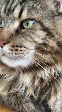 Maine Rakun, Mainecoon 'da uyuyan tekir kediyi kapatın.