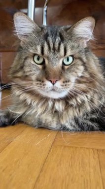 Maine Rakun, Mainecoon 'da uyuyan tekir kediyi kapatın.