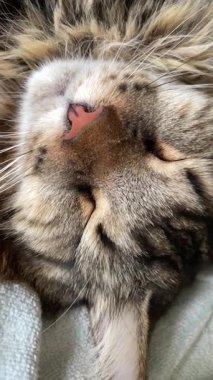 Maine Rakun, Mainecoon 'da uyuyan tekir kediyi kapatın.