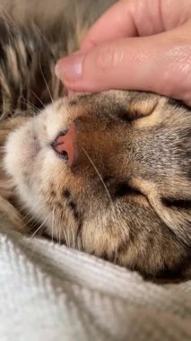 Maine Rakun, Mainecoon 'da uyuyan tekir kediyi kapatın.