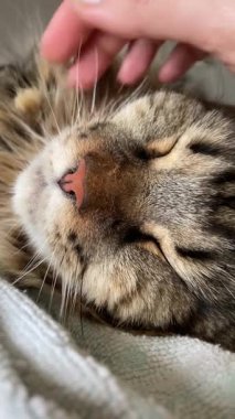 Maine Rakun, Mainecoon 'da uyuyan tekir kediyi kapatın.