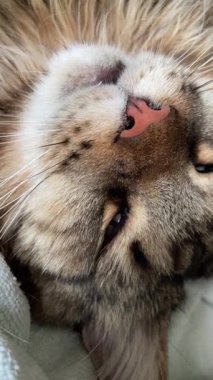 Maine Rakun, Mainecoon 'da uyuyan tekir kediyi kapatın.