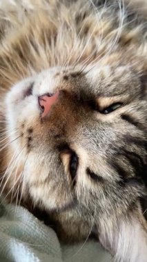 Maine Rakun, Mainecoon 'da uyuyan tekir kediyi kapatın.