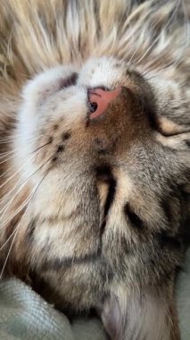 Maine Rakun, Mainecoon 'da uyuyan tekir kediyi kapatın.