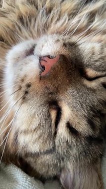 Maine Rakun, Mainecoon 'da uyuyan tekir kediyi kapatın.