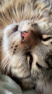 Maine Rakun, Mainecoon 'da uyuyan tekir kediyi kapatın.