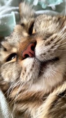 Maine Rakun, Mainecoon 'da uyuyan tekir kediyi kapatın.