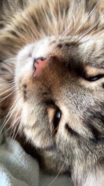 Maine Rakun, Mainecoon 'da uyuyan tekir kediyi kapatın.