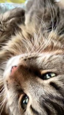 Maine Rakun, Mainecoon 'da uyuyan tekir kediyi kapatın.