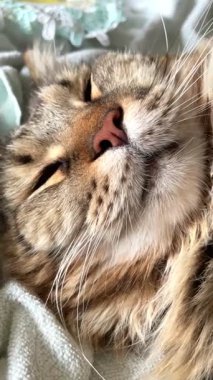 Maine Rakun, Mainecoon 'da uyuyan tekir kediyi kapatın.